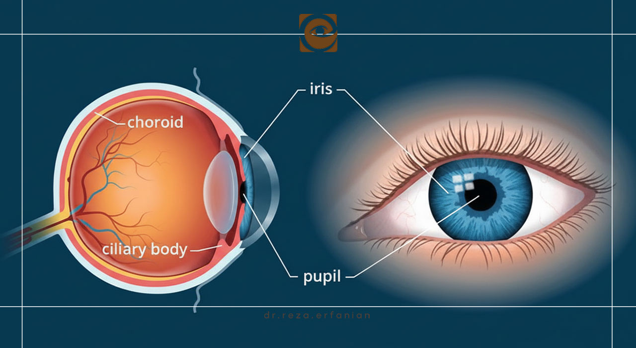 خونرسانی و عصبدهی جسم مژگانی