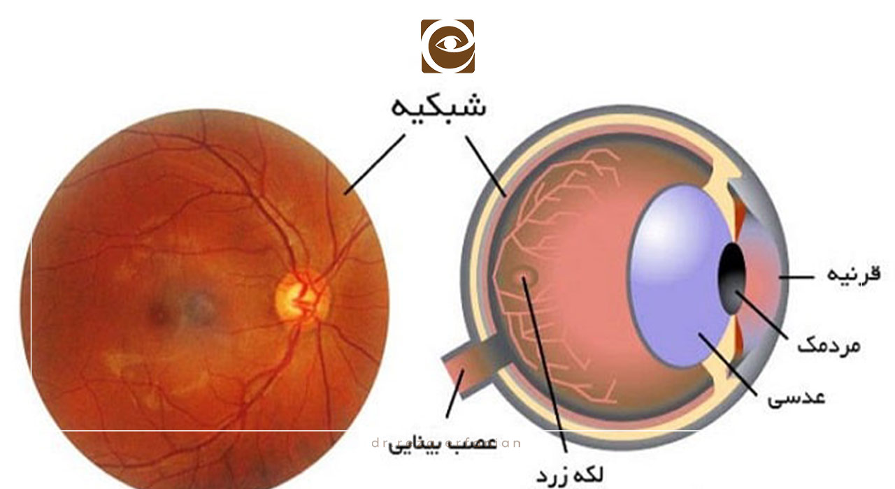 آناتومی و ساختار شبکیه چشم