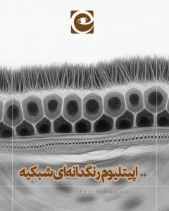 اپیتلیوم رنگدانهای شبکیه (RPE) چیست؟