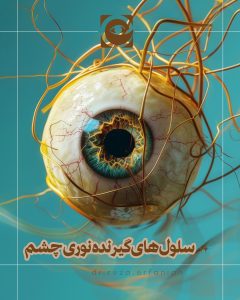 سلولهای گیرنده نوری