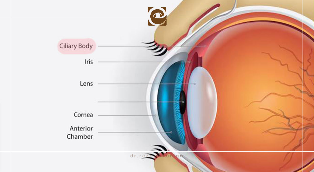 اجزای اصلی ساختاری جسم مژگانی